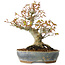 Acer palmatum, 21 cm, ± 20 years old, with a nebari of 12 cm