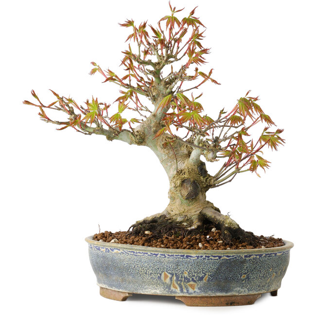 Acer palmatum, 21 cm, ± 20 ans, avec un nebari de 12 cm