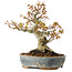 Acer palmatum, 21 cm, ± 20 years old, with a nebari of 12 cm