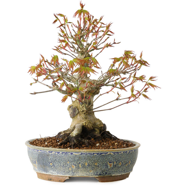 Acer palmatum, 21 cm, ± 20 jaar oud, met een nebari van 12 cm
