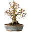 Acer palmatum, 21 cm, ± 20 jaar oud, met een nebari van 12 cm
