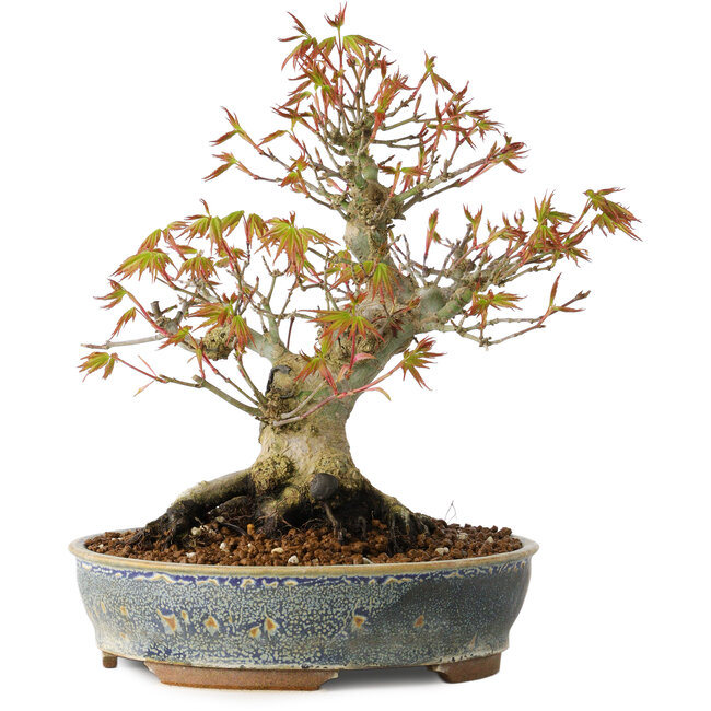 Acer palmatum, 21 cm, ± 20 years old, with a nebari of 12 cm