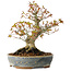 Acer palmatum, 21 cm, ± 20 jaar oud, met een nebari van 12 cm