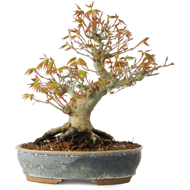 Acer palmatum, 21 cm, ± 20 Jahre alt, mit einem Nebari von 12 cm