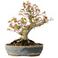 Acer palmatum, 21 cm, ± 20 jaar oud, met een nebari van 12 cm