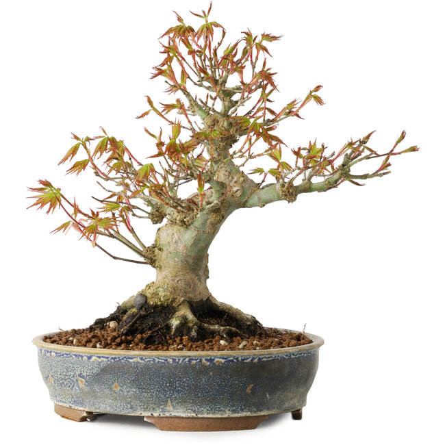 Acer palmatum, 21 cm, ± 20 ans, avec un nebari de 12 cm