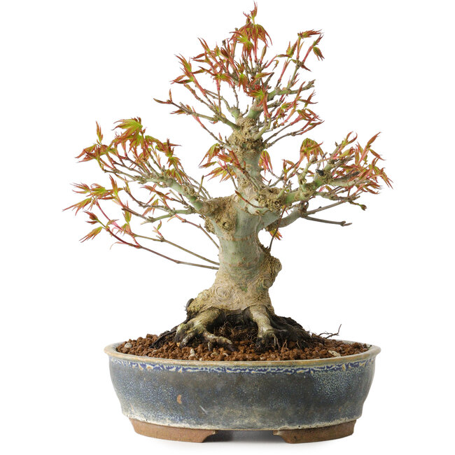 Acer palmatum, 21 cm, ± 20 Jahre alt, mit einem Nebari von 12 cm
