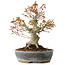 Acer palmatum, 21 cm, ± 20 jaar oud, met een nebari van 12 cm