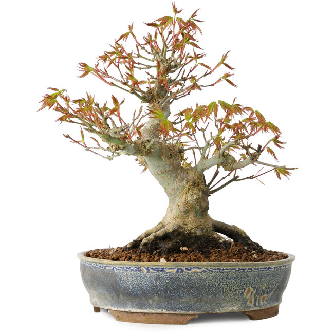 Acer palmatum, 21 cm, ± 20 jaar oud, met een nebari van 12 cm