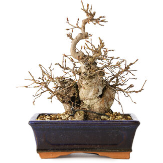 Carpinus coreana, 20 cm, ± 20 jaar oud