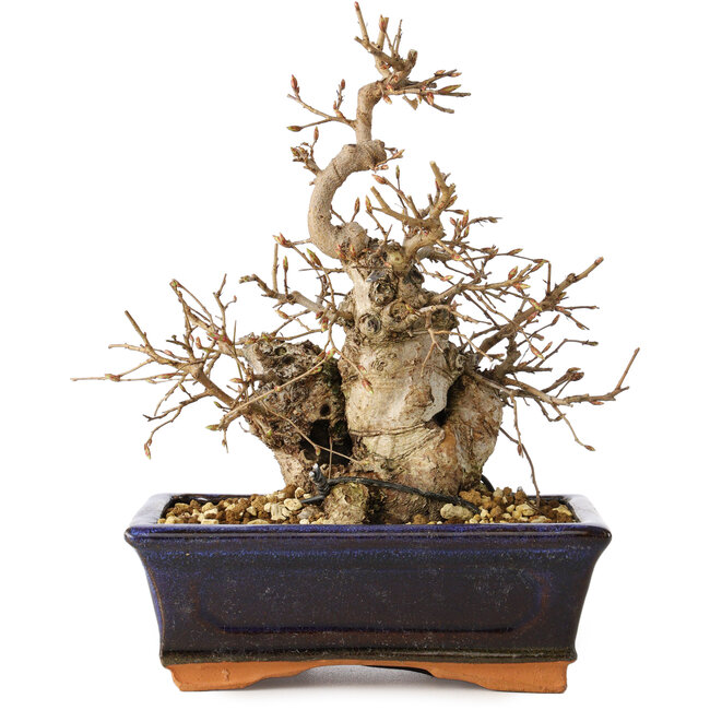 Carpinus coreana, 20 cm, ± 20 jaar oud