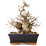 Carpinus coreana, 20 cm, ± 20 jaar oud