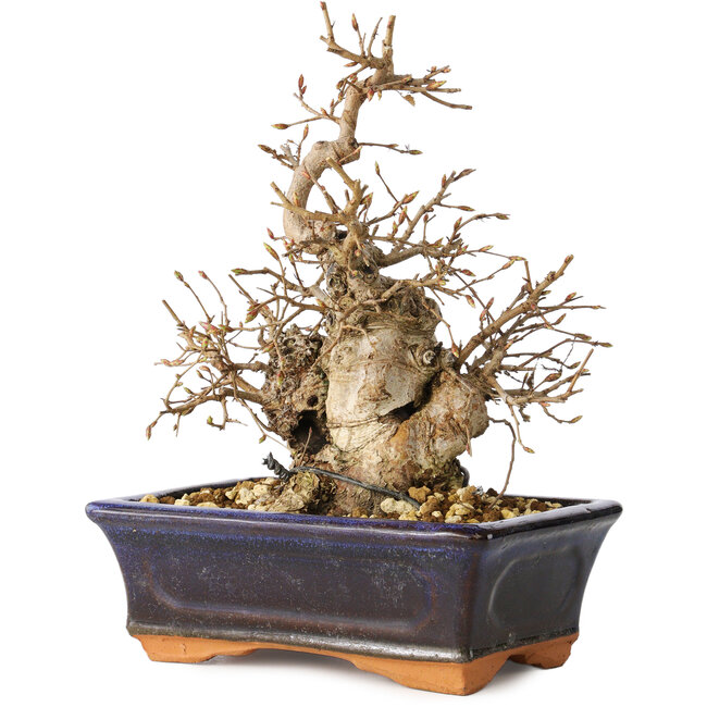 Carpinus coreana, 20 cm, ± 20 anni