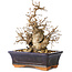 Carpinus coreana, 20 cm, ± 20 jaar oud