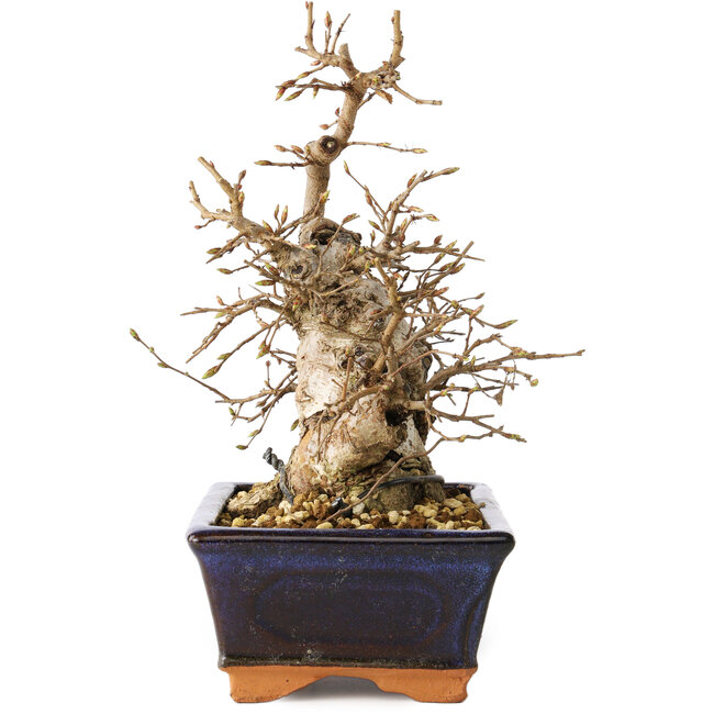 Carpinus coreana, 20 cm, ± 20 Jahre alt