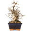 Carpinus coreana, 20 cm, ± 20 jaar oud