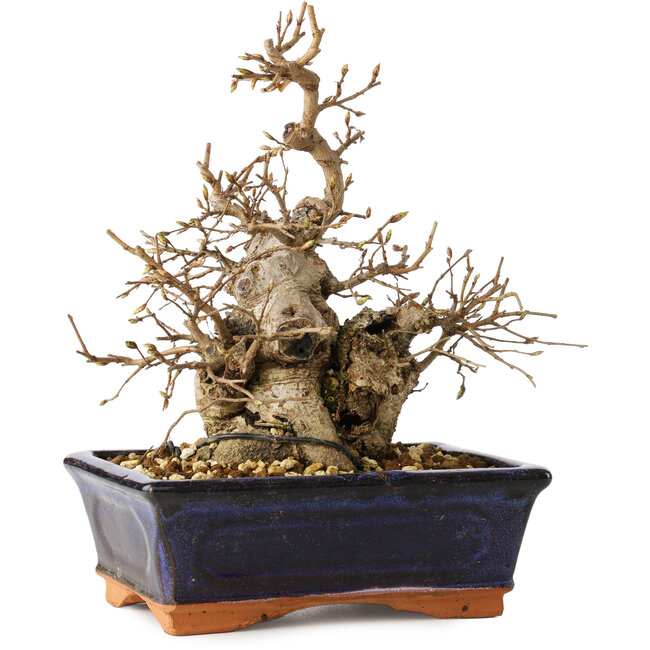 Carpinus coreana, 20 cm, ± 20 jaar oud