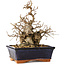 Carpinus coreana, 20 cm, ± 20 Jahre alt