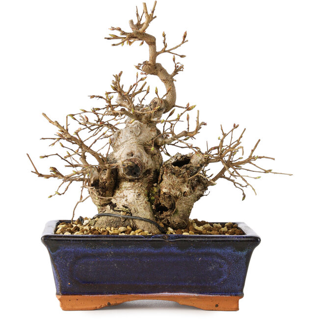 Carpinus coreana, 20 cm, ± 20 jaar oud