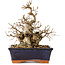 Carpinus coreana, 20 cm, ± 20 jaar oud