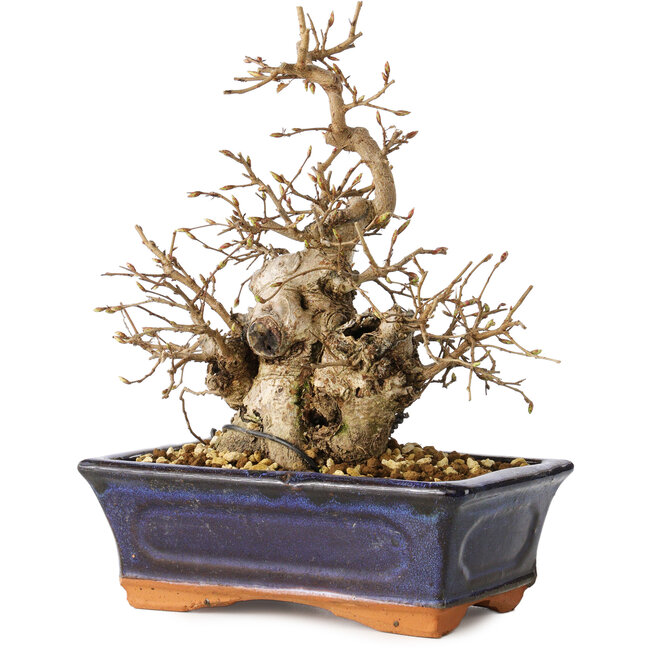 Carpinus coreana, 20 cm, ± 20 anni