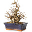 Carpinus coreana, 20 cm, ± 20 jaar oud