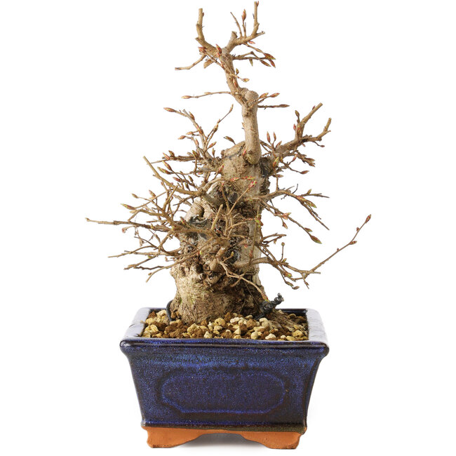 Carpinus coreana, 20 cm, ± 20 Jahre alt