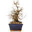 Carpinus coreana, 20 cm, ± 20 jaar oud