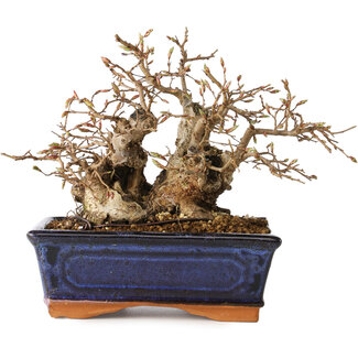 Carpinus coreana, 16 cm, ± 20 jaar oud