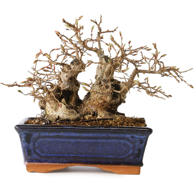 Carpinus coreana, 16 cm, ± 20 anni