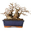 Carpinus coreana, 16 cm, ± 20 Jahre alt