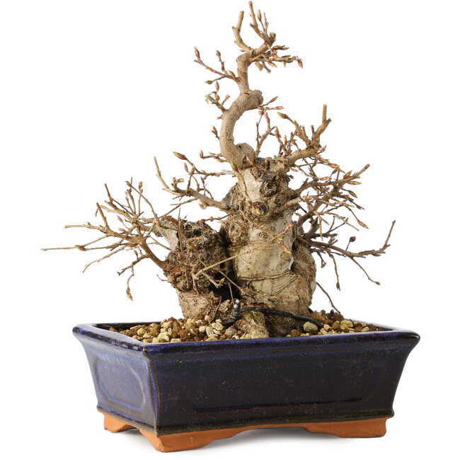Carpinus coreana, 20 cm, ± 20 años