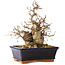 Carpinus coreana, 20 cm, ± 20 jaar oud