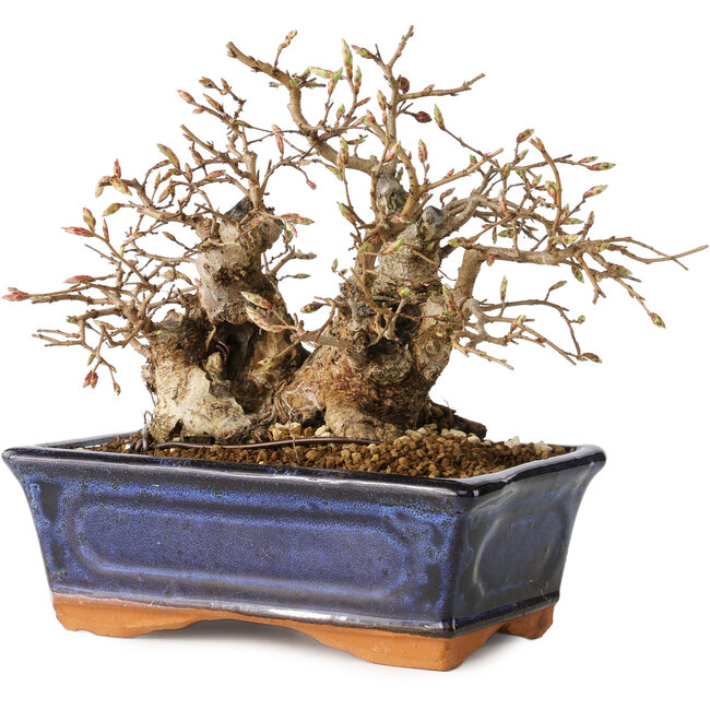 Carpinus coreana, 16 cm, ± 20 Jahre alt