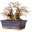 Carpinus coreana, 16 cm, ± 20 Jahre alt