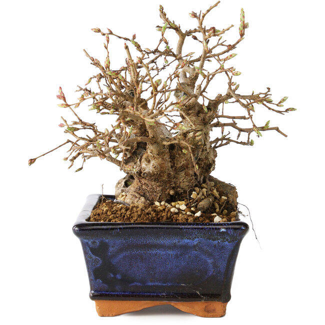 Carpinus coreana, 16 cm, ± 20 años