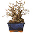 Carpinus coreana, 16 cm, ± 20 Jahre alt