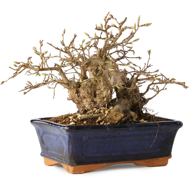 Carpinus coreana, 16 cm, ± 20 ans