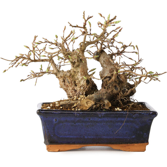 Carpinus coreana, 16 cm, ± 20 años