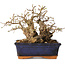 Carpinus coreana, 16 cm, ± 20 Jahre alt