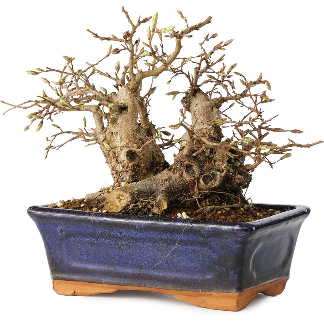 Carpinus coreana, 16 cm, ± 20 jaar oud