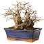 Carpinus coreana, 16 cm, ± 20 Jahre alt