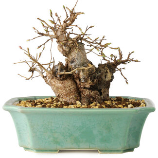 Carpinus coreana, 15 cm, ± 20 jaar oud