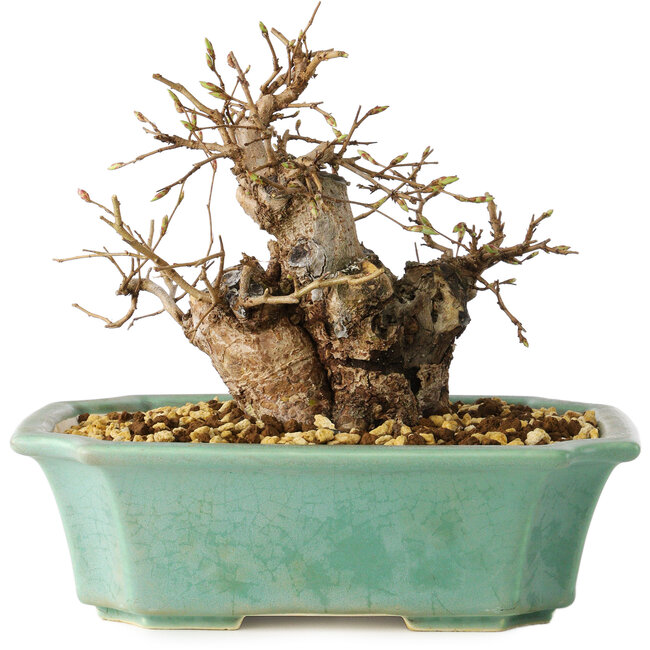 Carpinus coreana, 15 cm, ± 20 ans