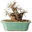 Carpinus coreana, 15 cm, ± 20 jaar oud