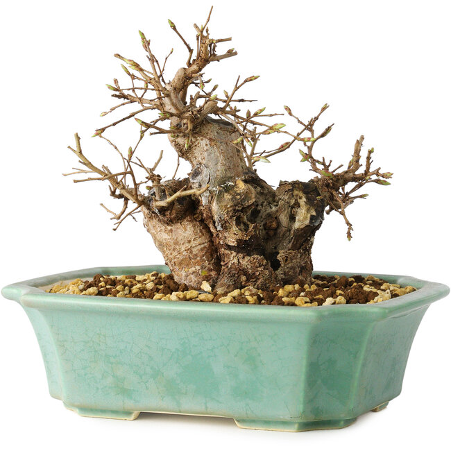 Carpinus coreana, 15 cm, ± 20 Jahre alt