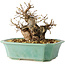 Carpinus coreana, 15 cm, ± 20 jaar oud