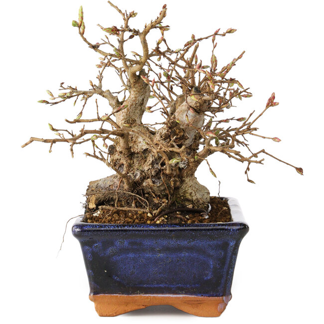 Carpinus coreana, 16 cm, ± 20 Jahre alt