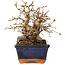 Carpinus coreana, 16 cm, ± 20 Jahre alt