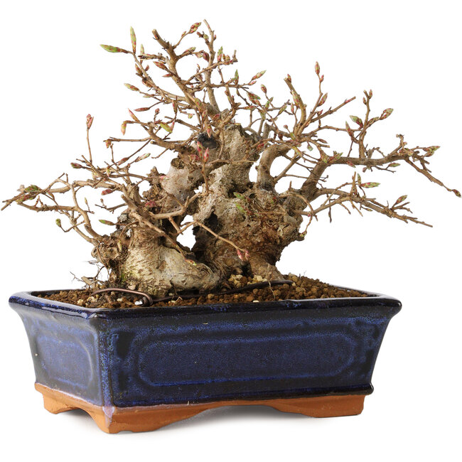 Carpinus coreana, 16 cm, ± 20 ans